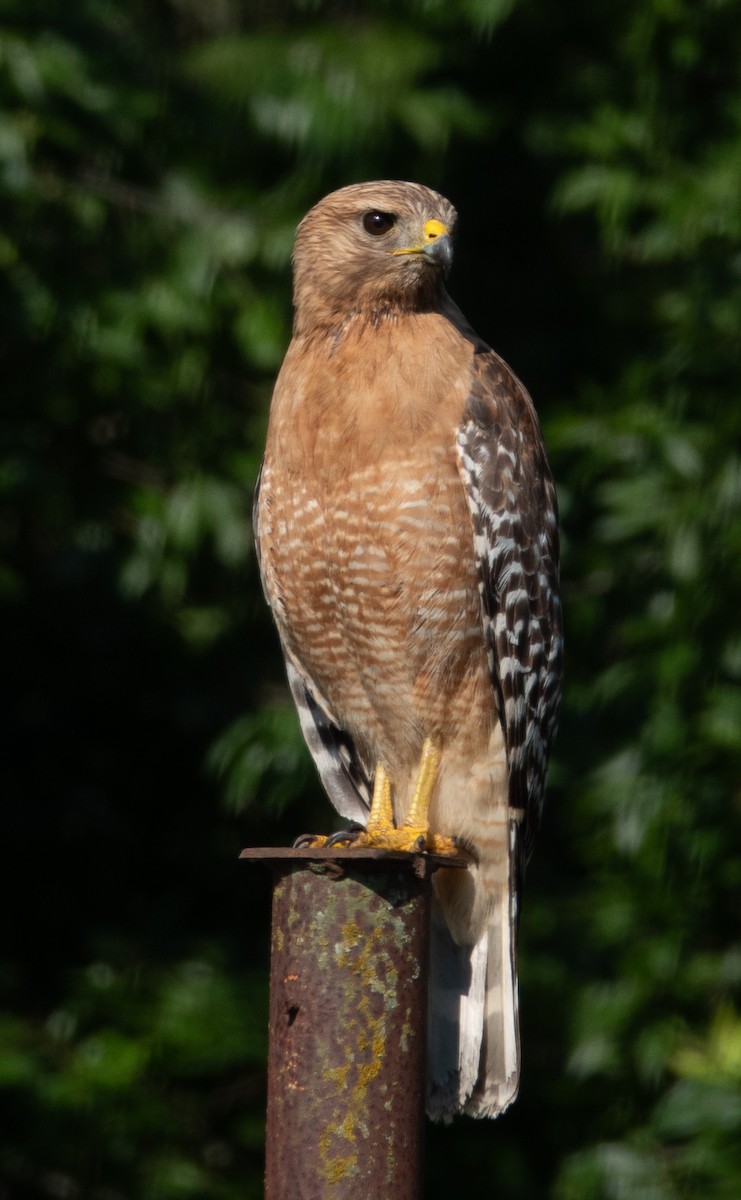 Red-shouldered Hawk - Rachel Zierzow