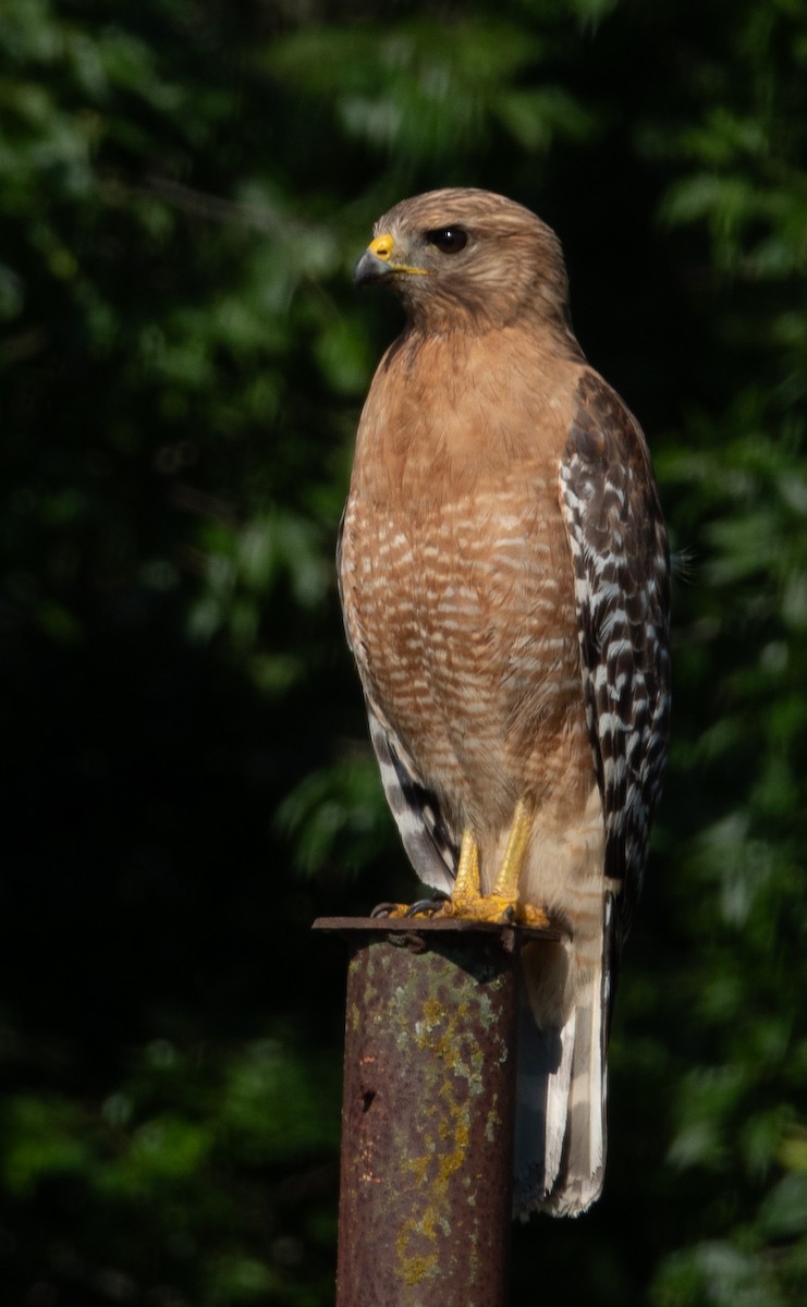 Red-shouldered Hawk - Rachel Zierzow