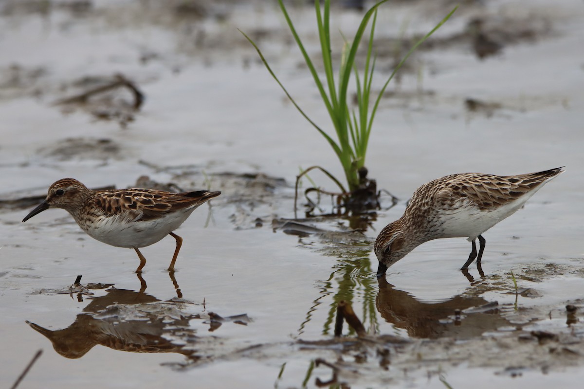 Semipalmated Sandpiper - Sandy C