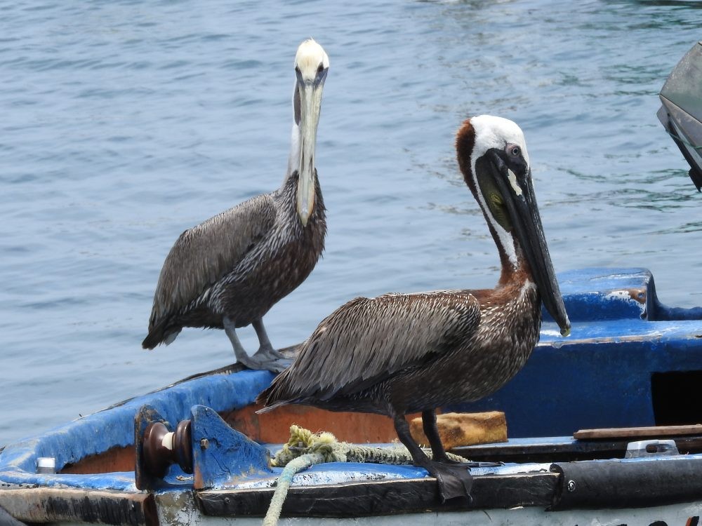 Brown Pelican - ML619241492