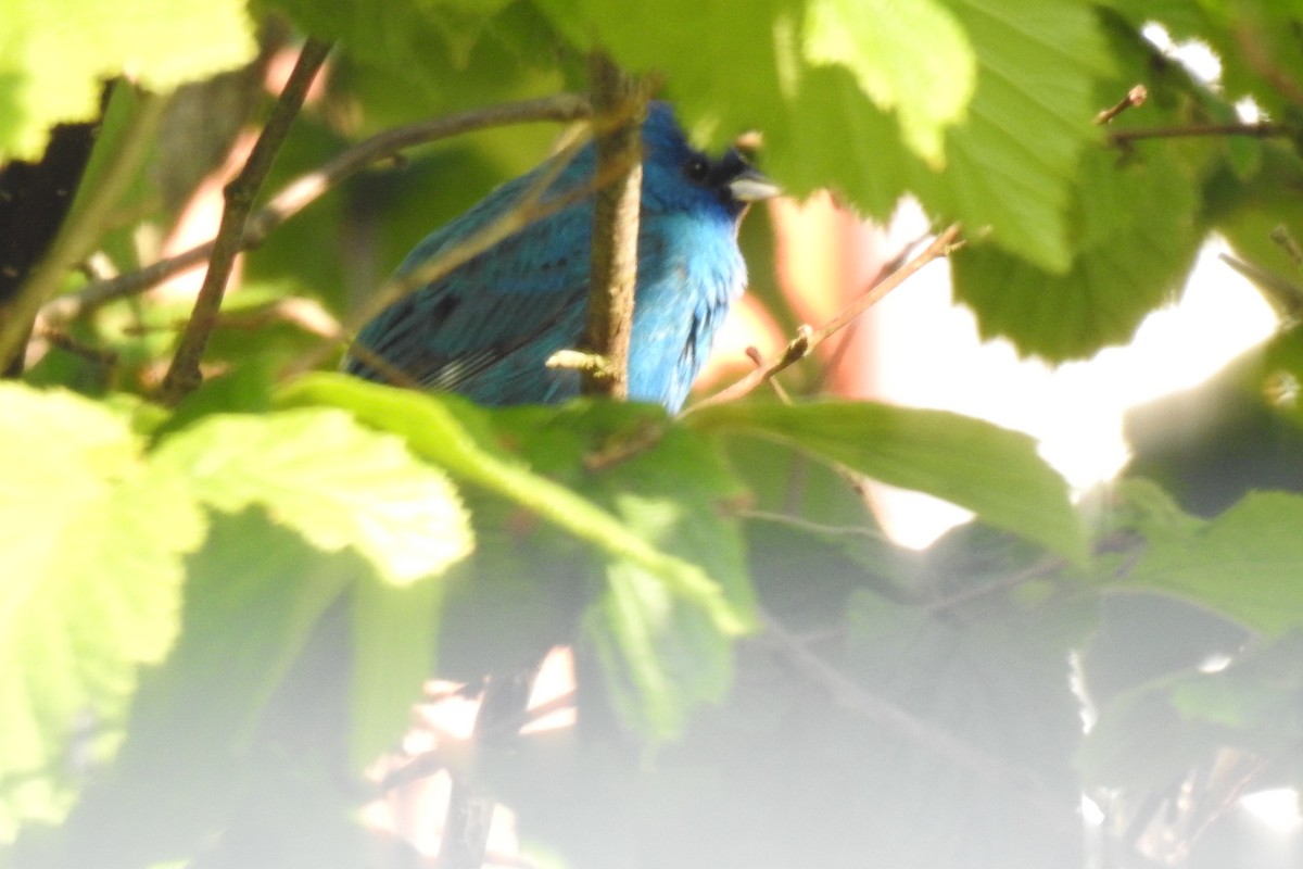 Indigo Bunting - Peter Hines