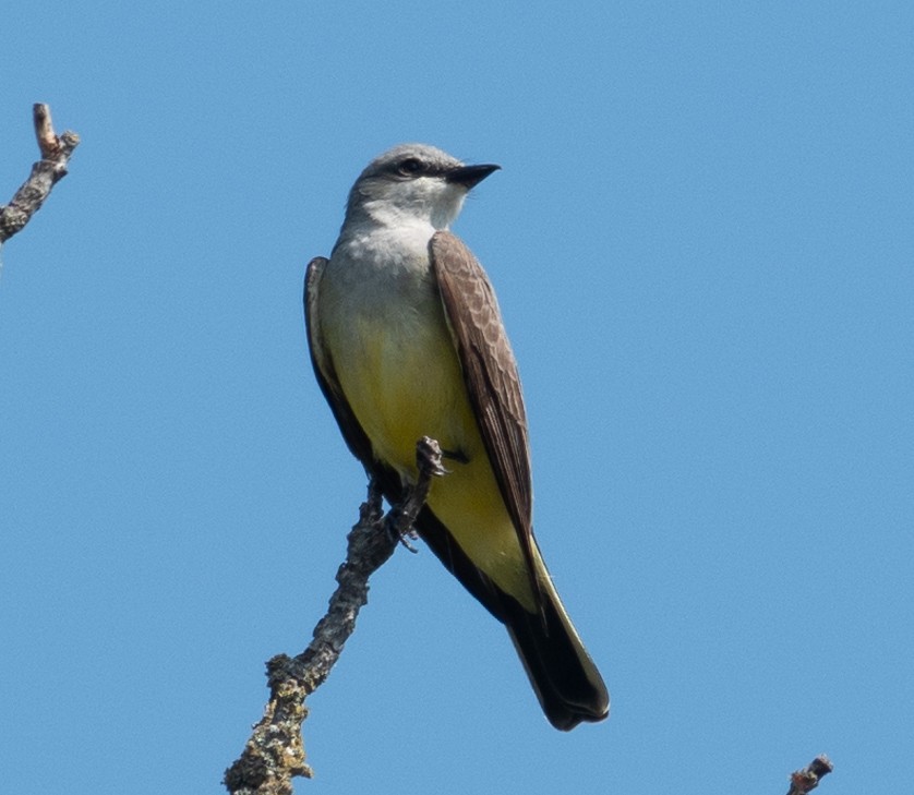 Western Kingbird - Rachel Zierzow