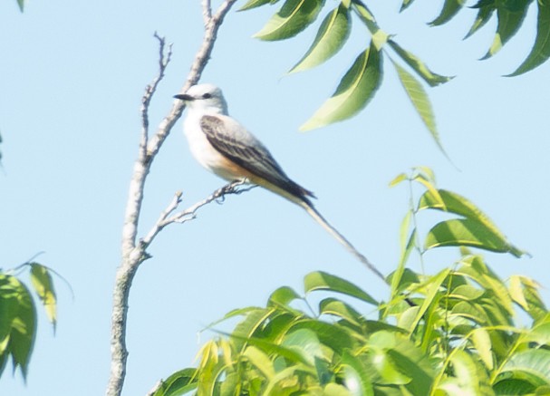 Scissor-tailed Flycatcher - Rachel Zierzow