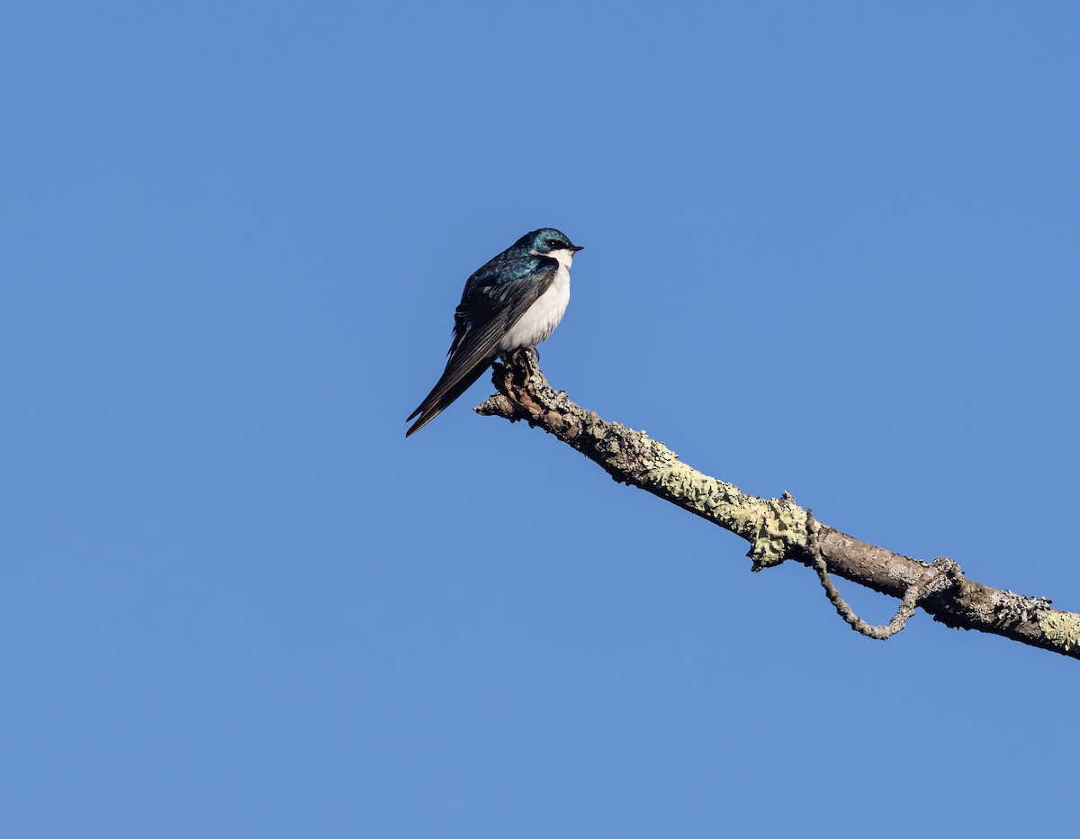 Tree Swallow - Matthew Sabourin