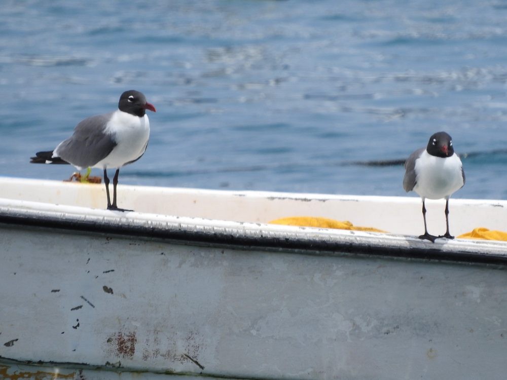 Laughing Gull - ML619241521