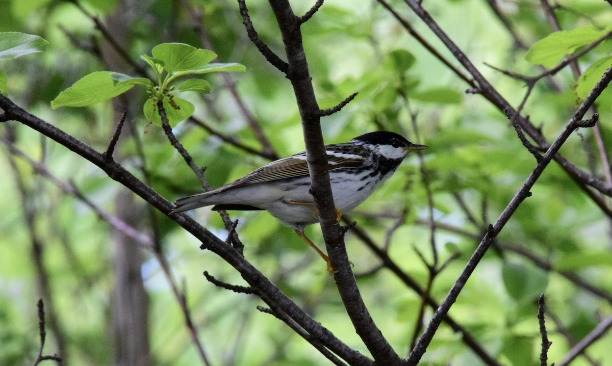 Blackpoll Warbler - ML619241558