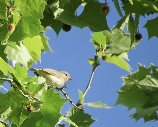 Warbling Vireo - Janet Paisley