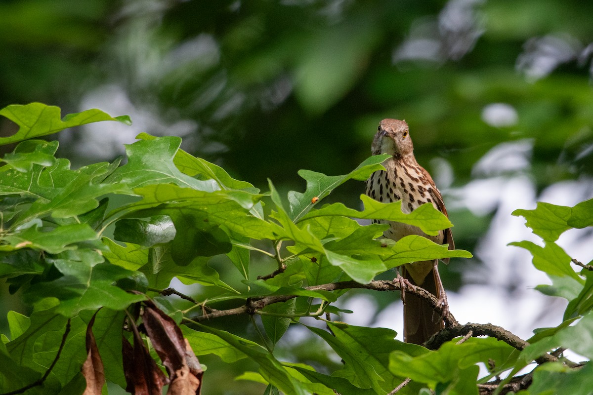 Brown Thrasher - Jill Paquette