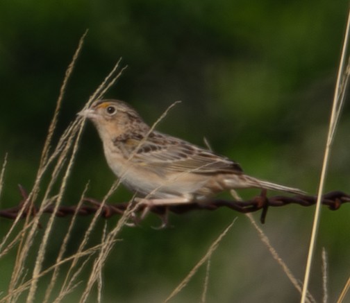 Grasshopper Sparrow - Rachel Zierzow