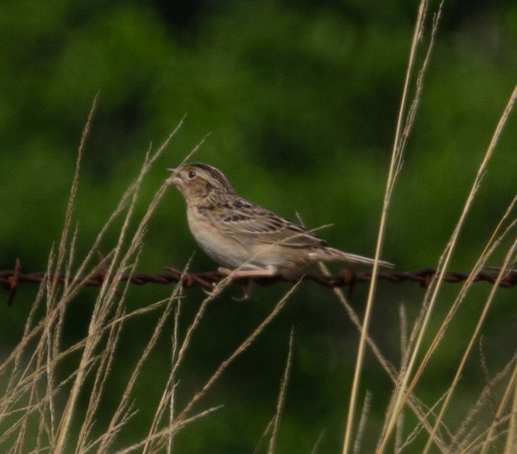 Grasshopper Sparrow - Rachel Zierzow