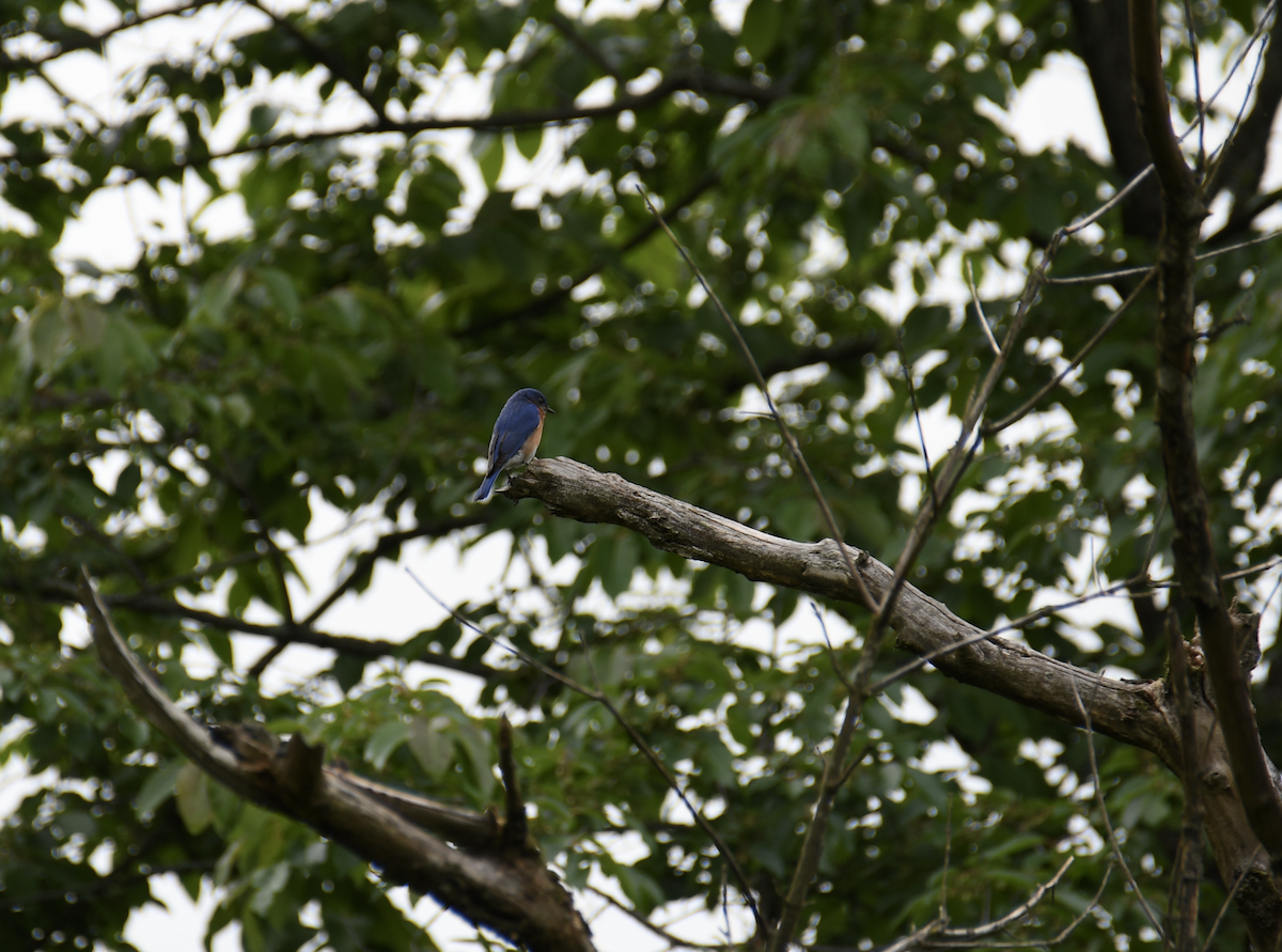 Eastern Bluebird - Brady Wilson