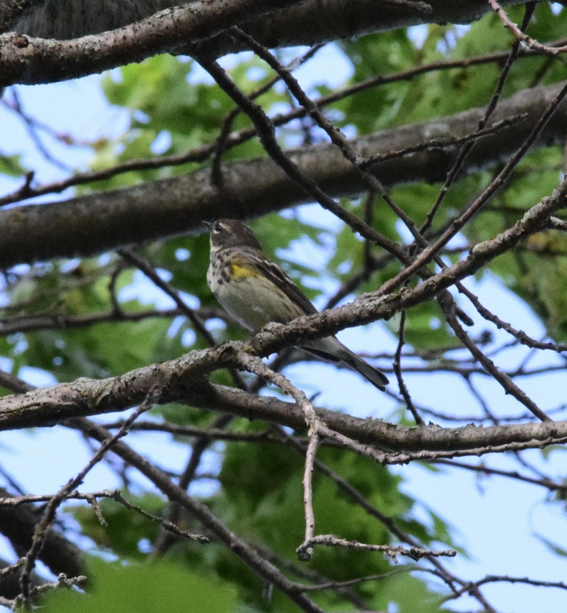 Пісняр-лісовик жовтогузий (підвид coronata) - ML619241585