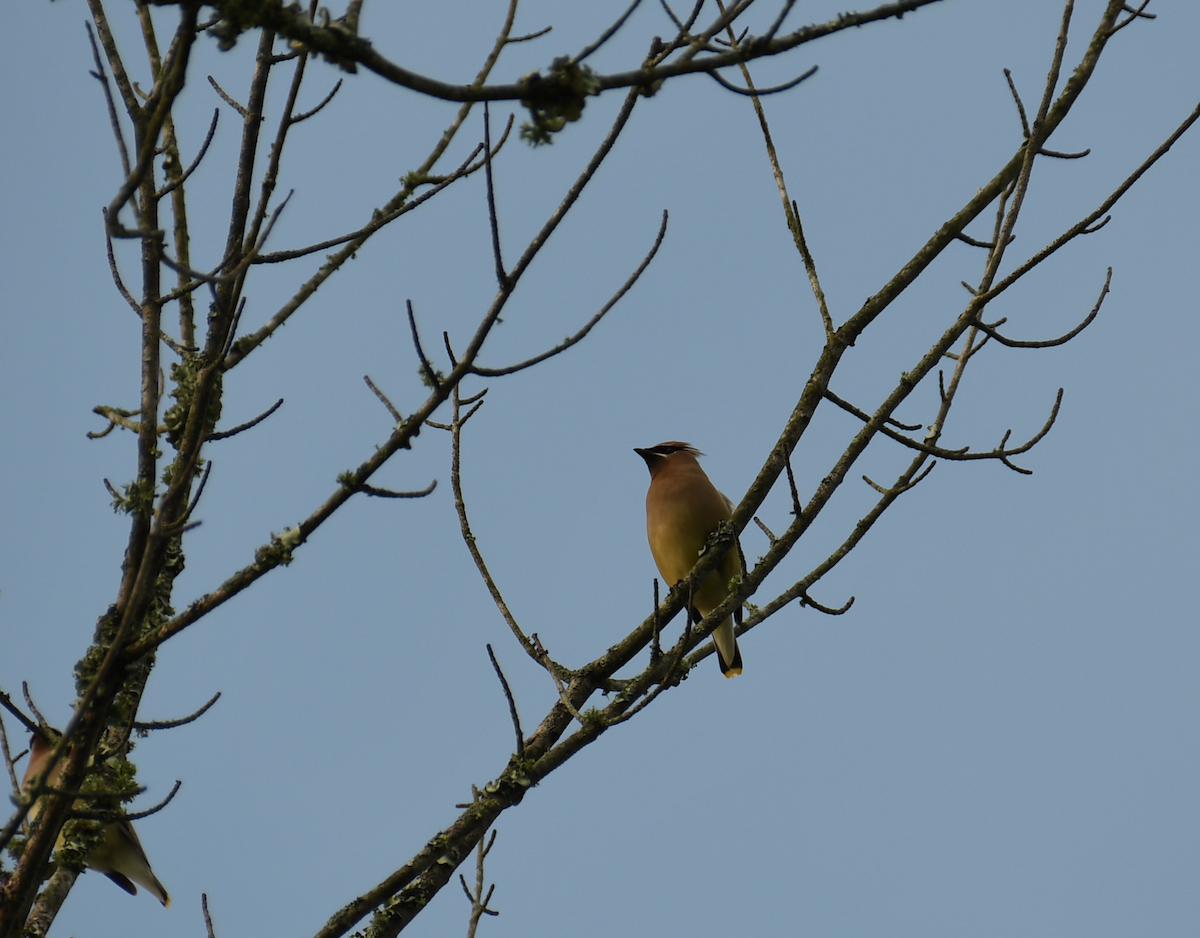 Cedar Waxwing - Brady Wilson