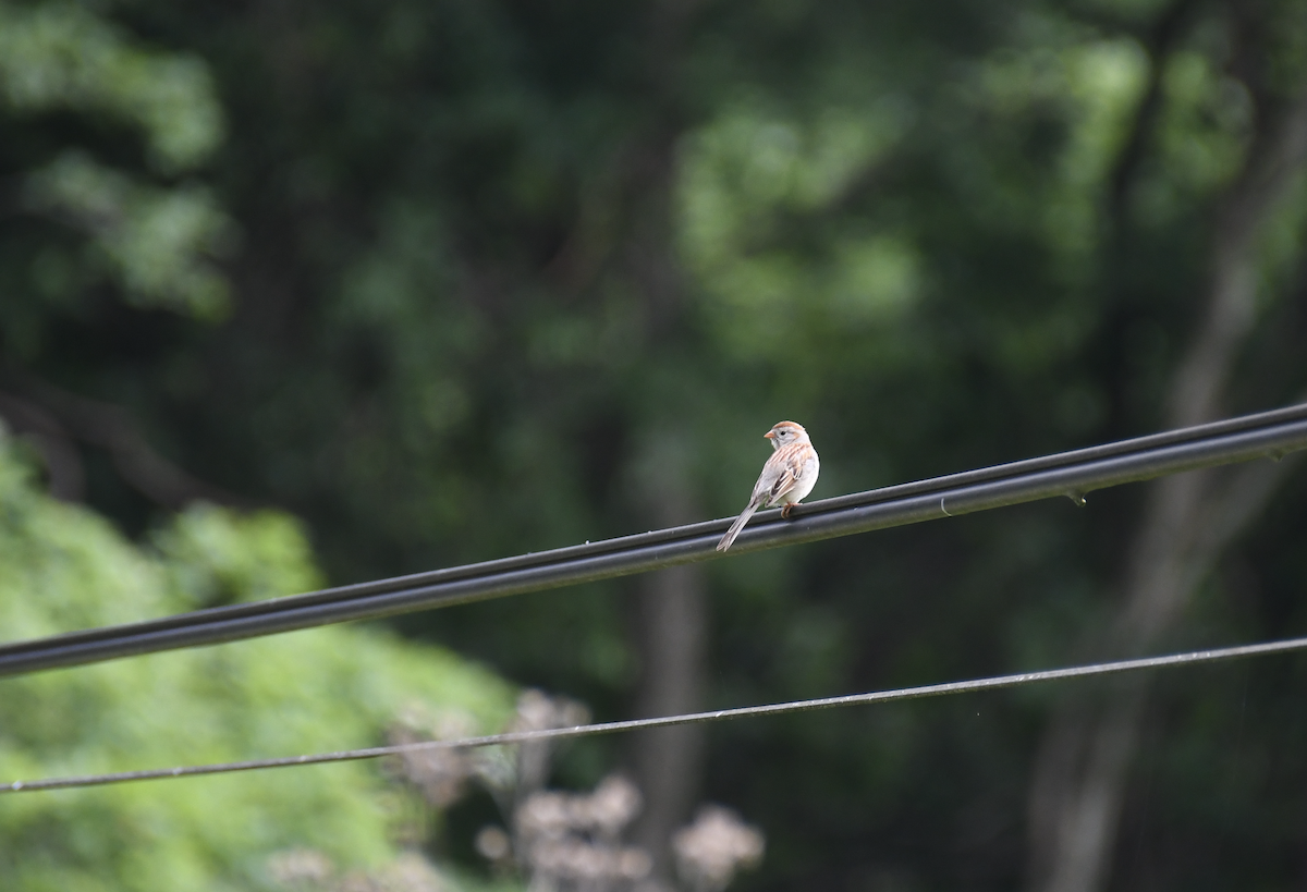 Field Sparrow - Brady Wilson