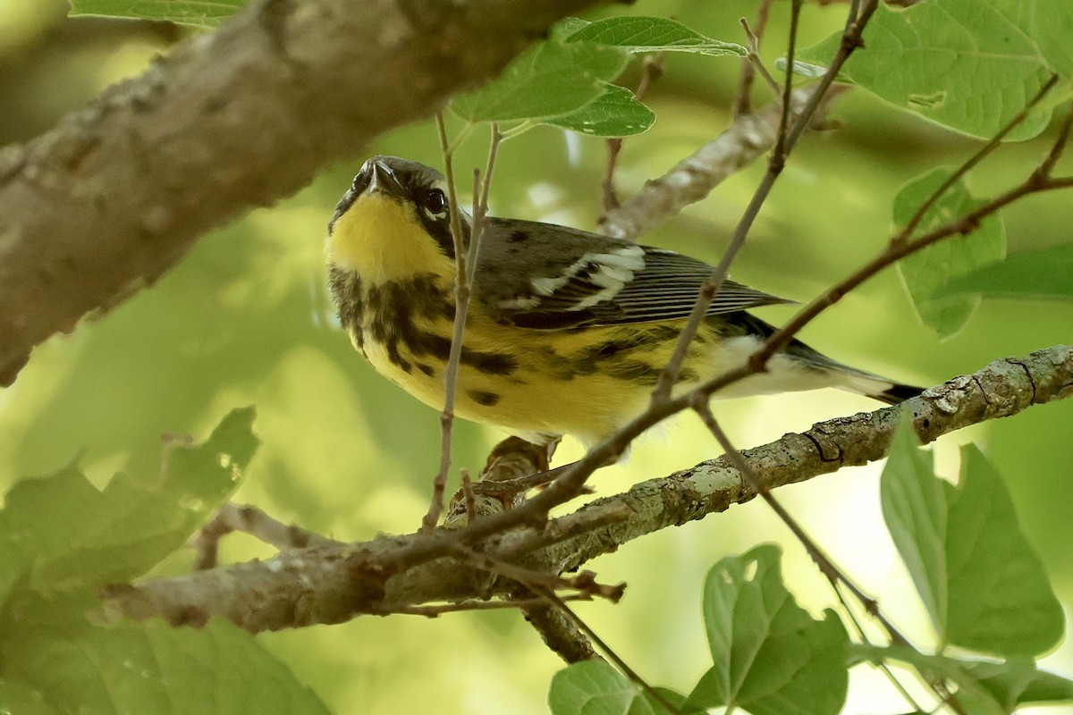 Magnolia Warbler - Jeff Osborne