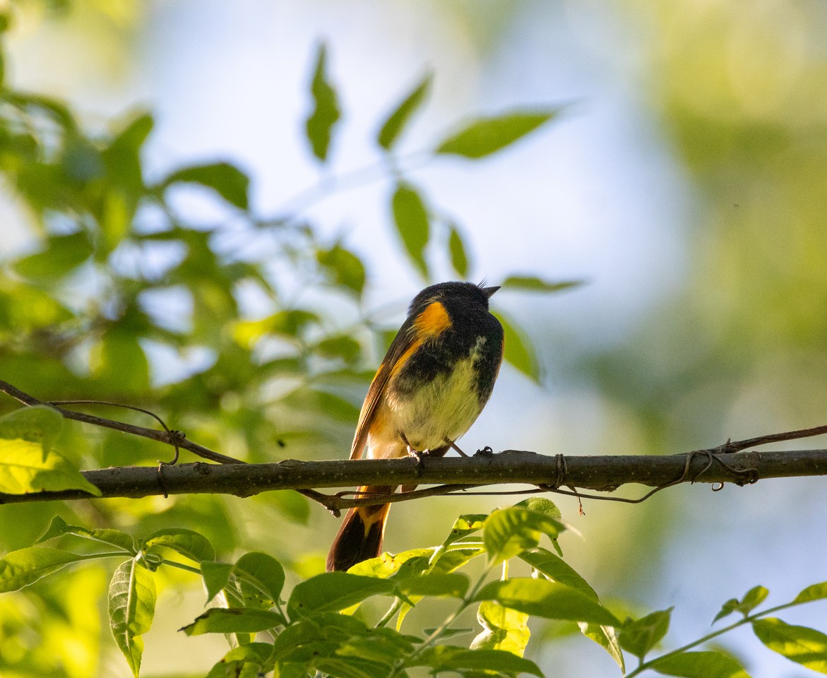 American Redstart - ML619241622