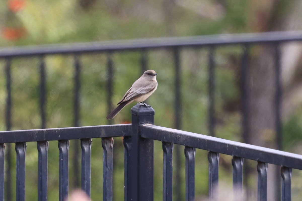 Say's Phoebe - Ann Stockert