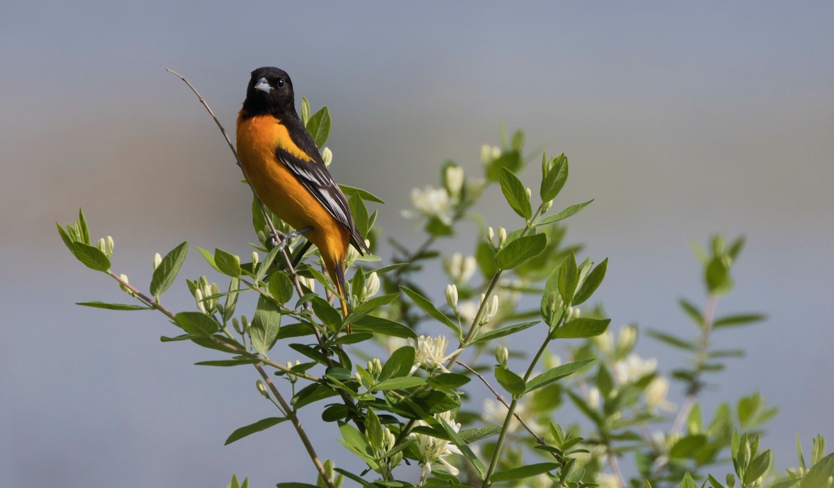 Baltimore Oriole - ML619241628