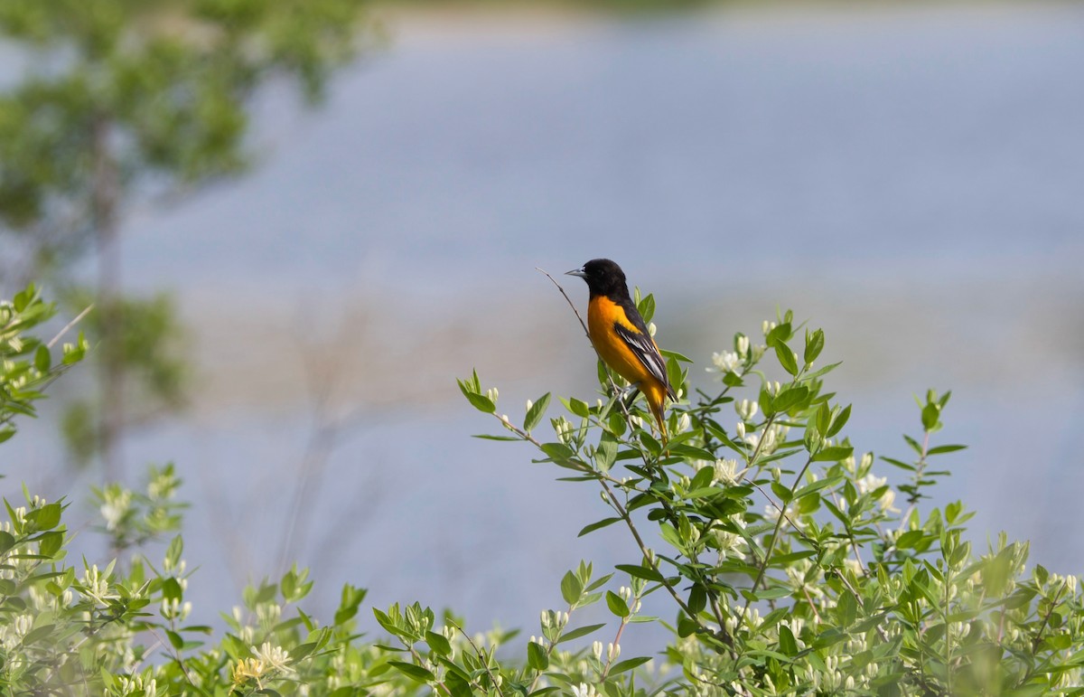 Baltimore Oriole - ML619241629