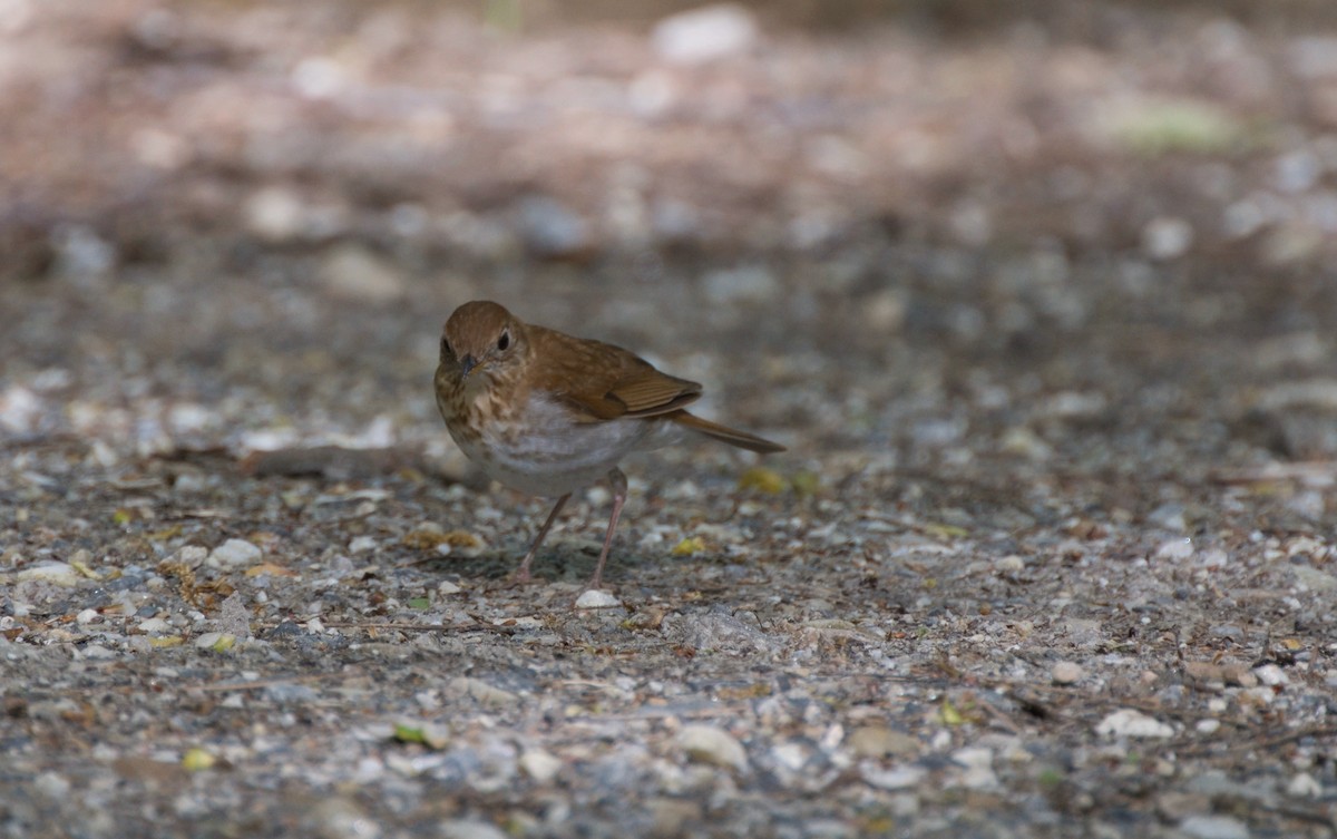 Veery - ML619241641