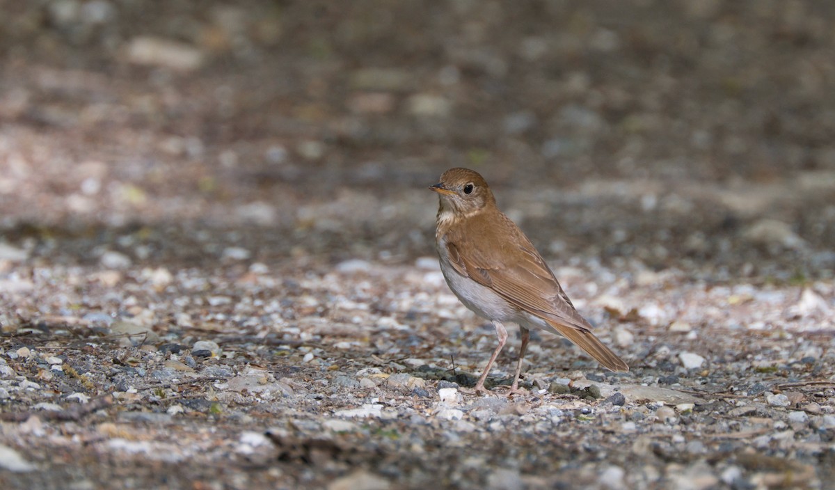 Veery - ML619241643