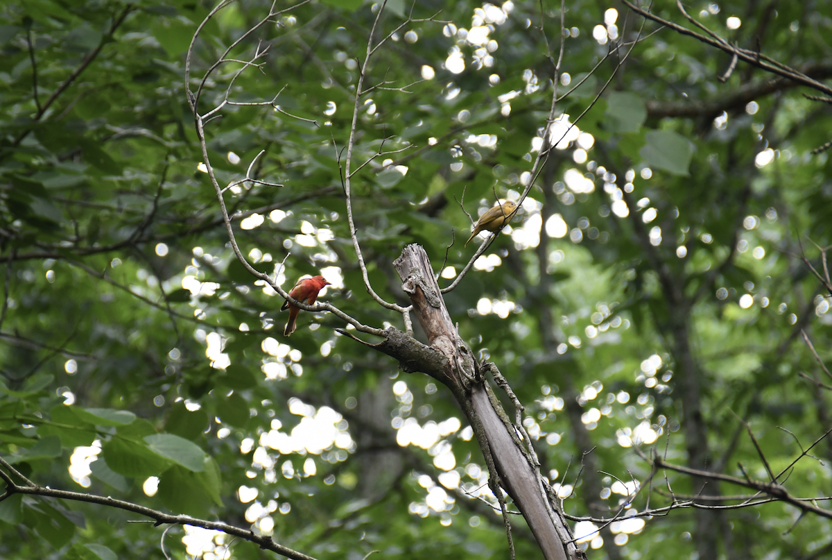 Summer Tanager - Brady Wilson