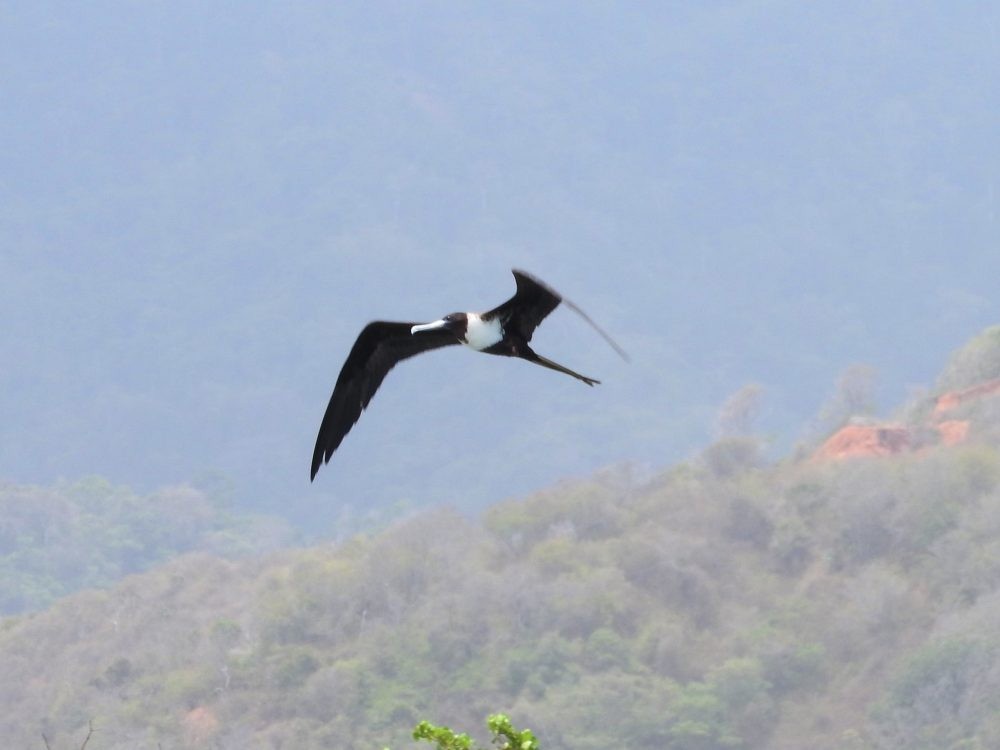 Magnificent Frigatebird - ML619241647