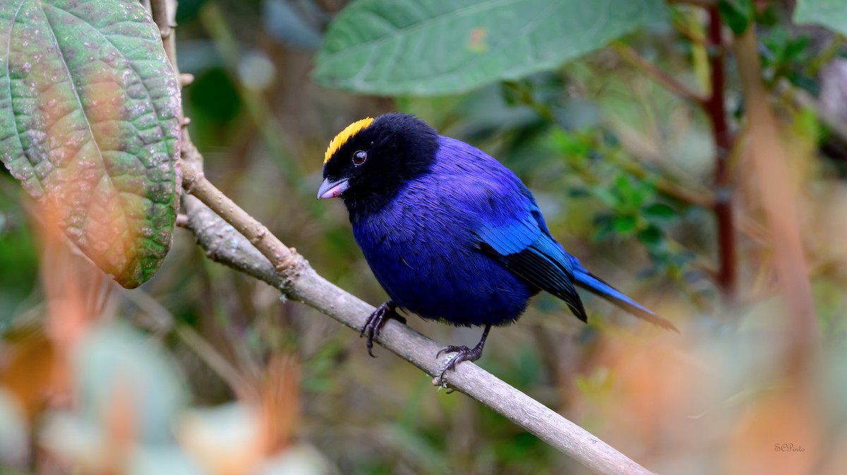 Golden-crowned Tanager - Shailesh Pinto