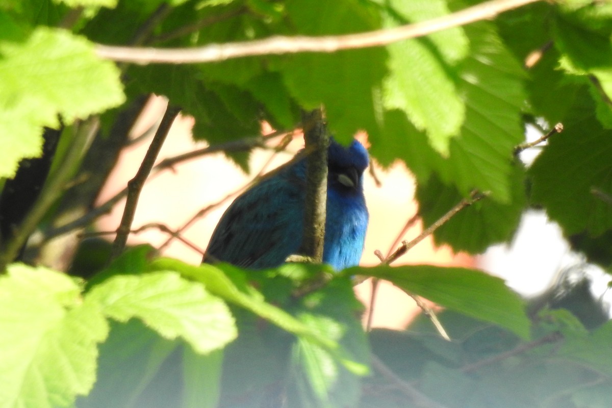 Indigo Bunting - Peter Hines