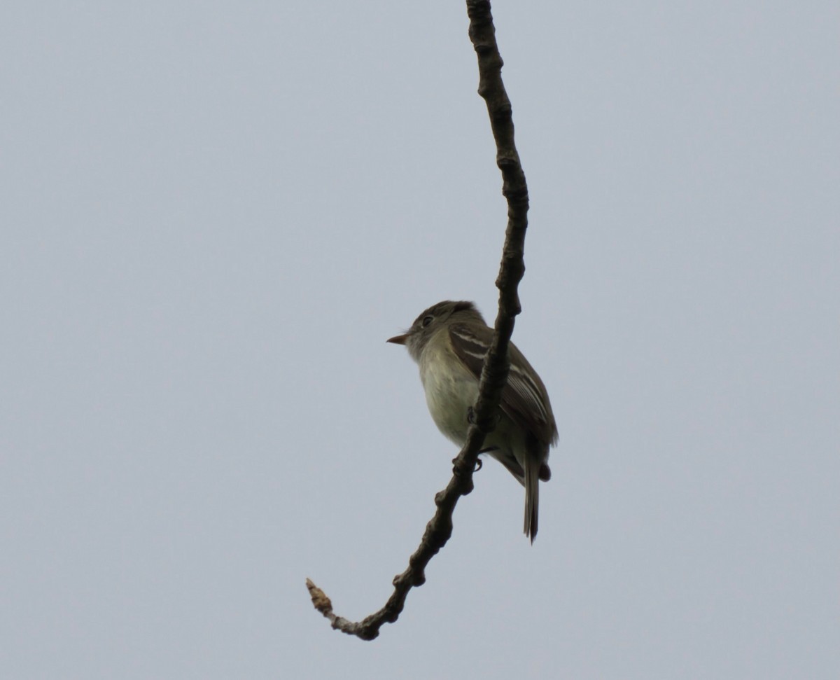 Least Flycatcher - ML619241668