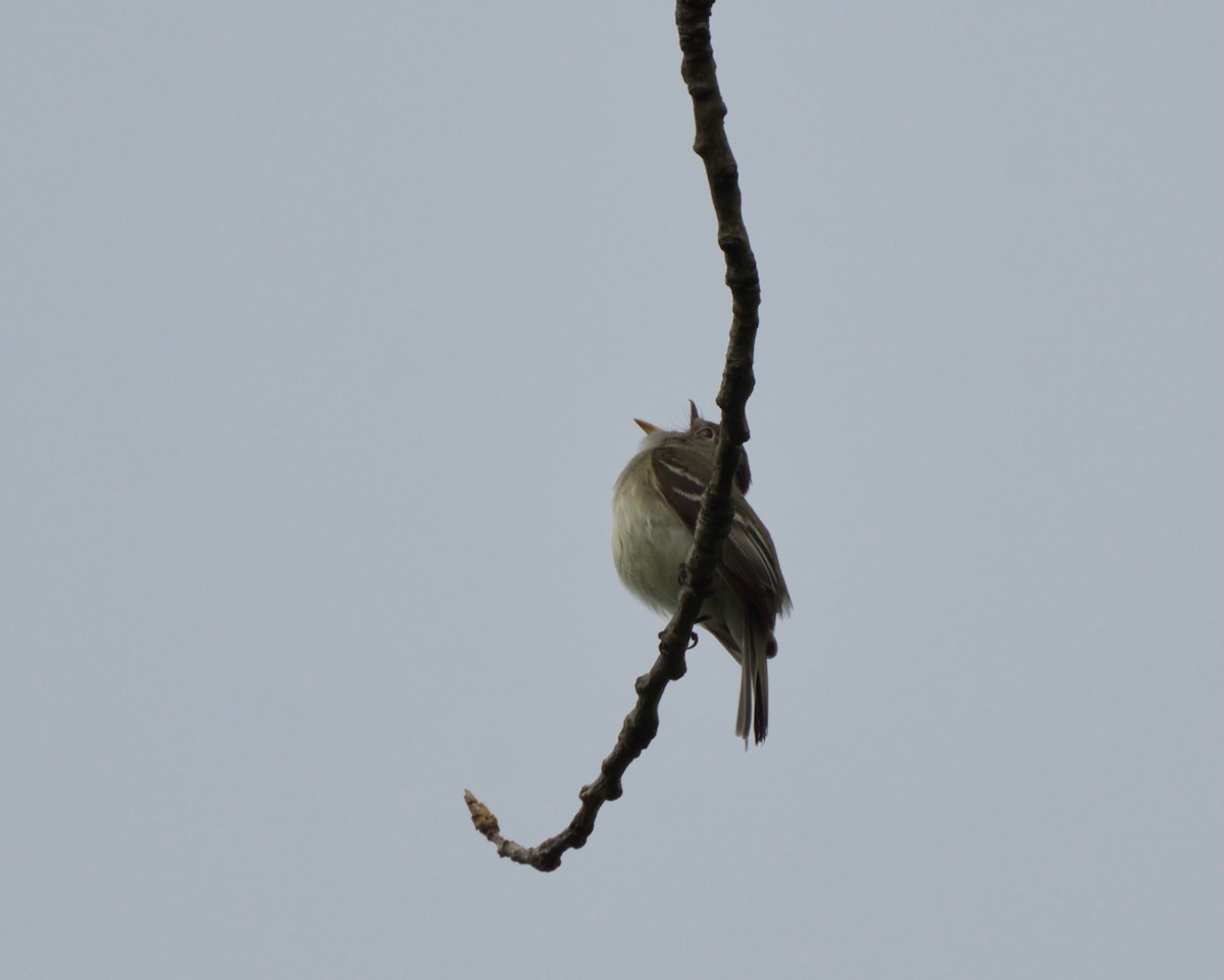 Least Flycatcher - ML619241669