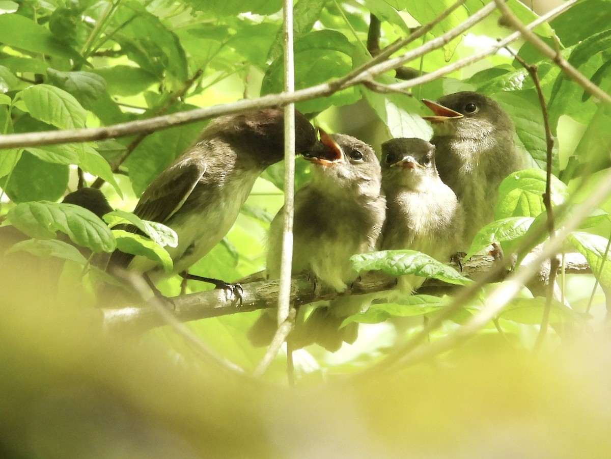 Eastern Phoebe - ML619241670