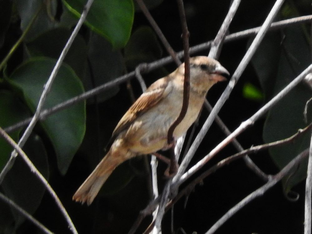 House Sparrow - Fernando Nunes