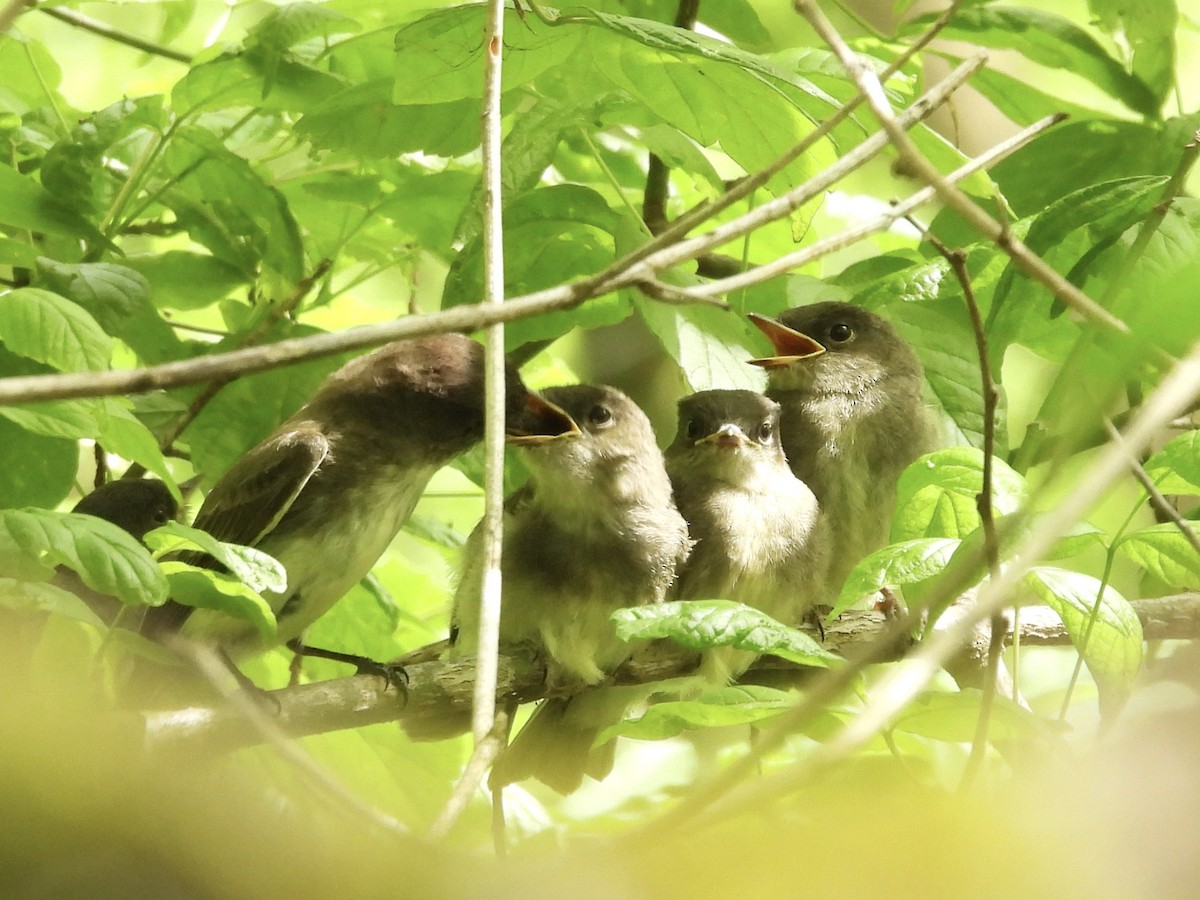 Eastern Phoebe - ML619241679