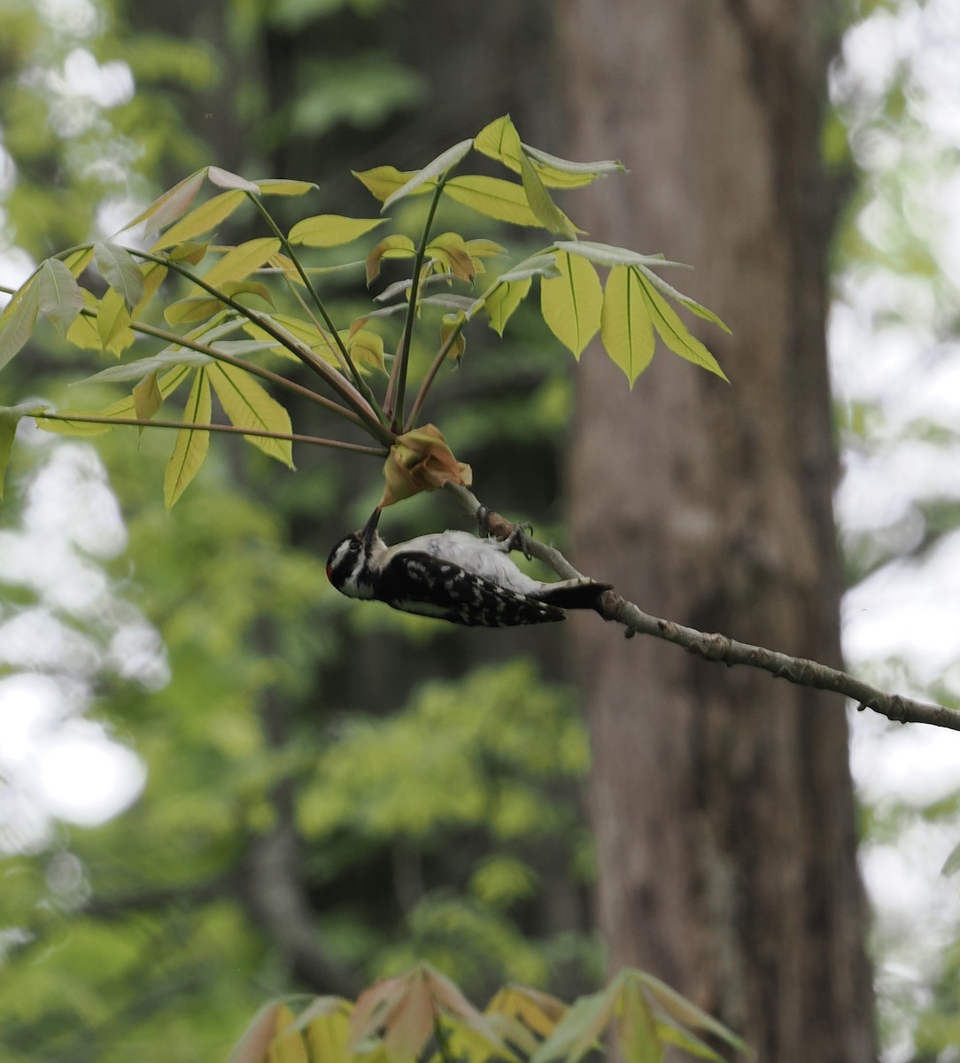 Downy Woodpecker - Donna Paterson