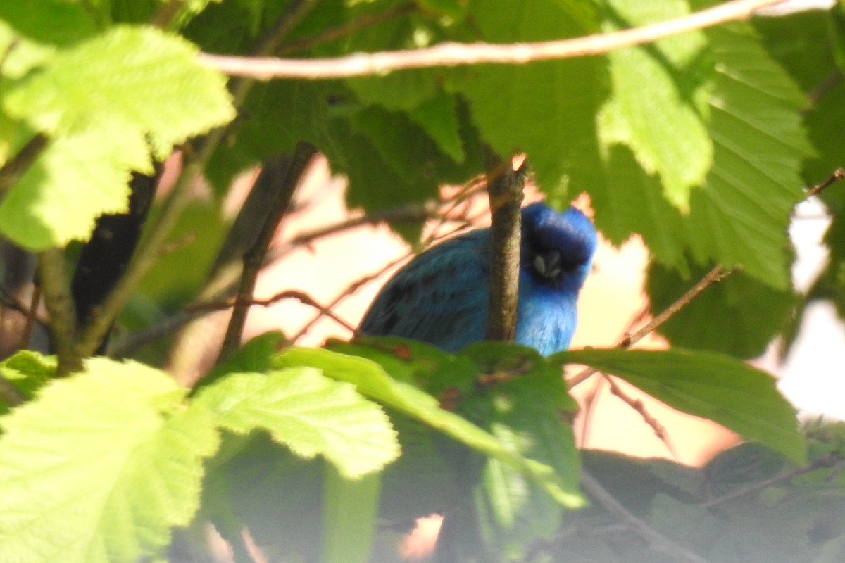 Indigo Bunting - Peter Hines