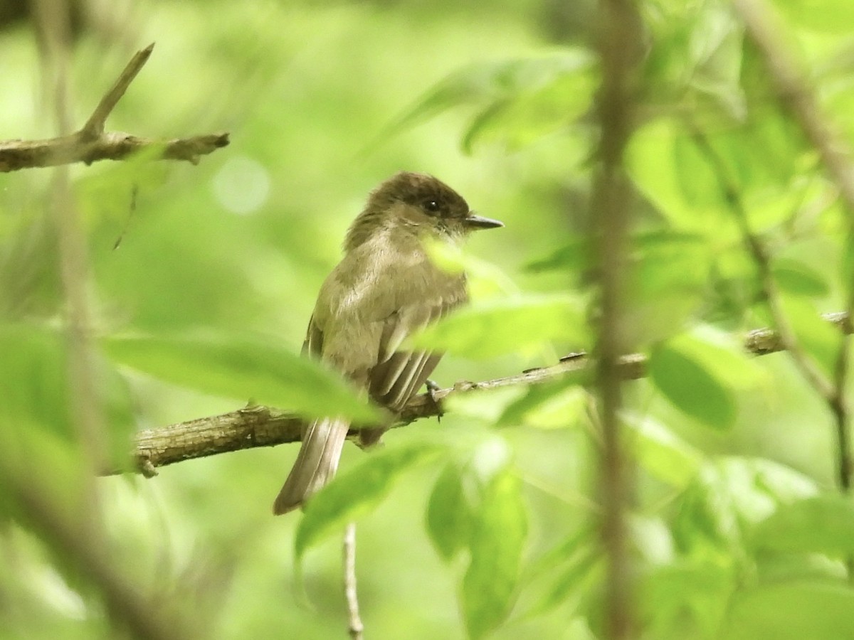 Eastern Phoebe - ML619241686