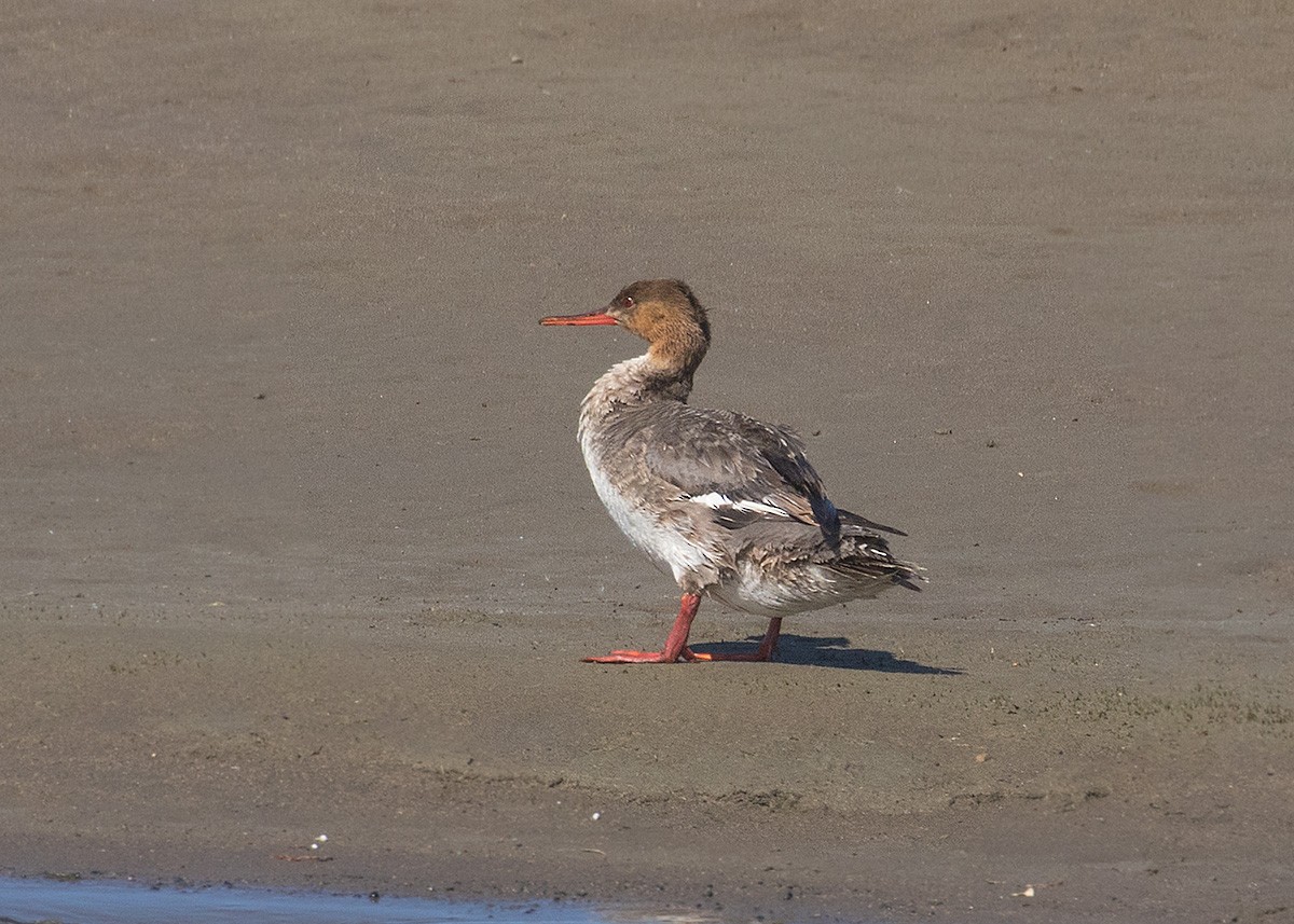 Red-breasted Merganser - Doug Backlund