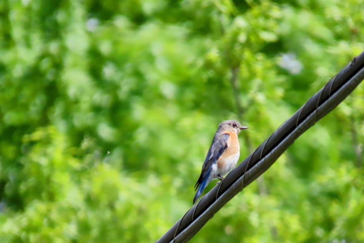 Eastern Bluebird - Johanne Simard