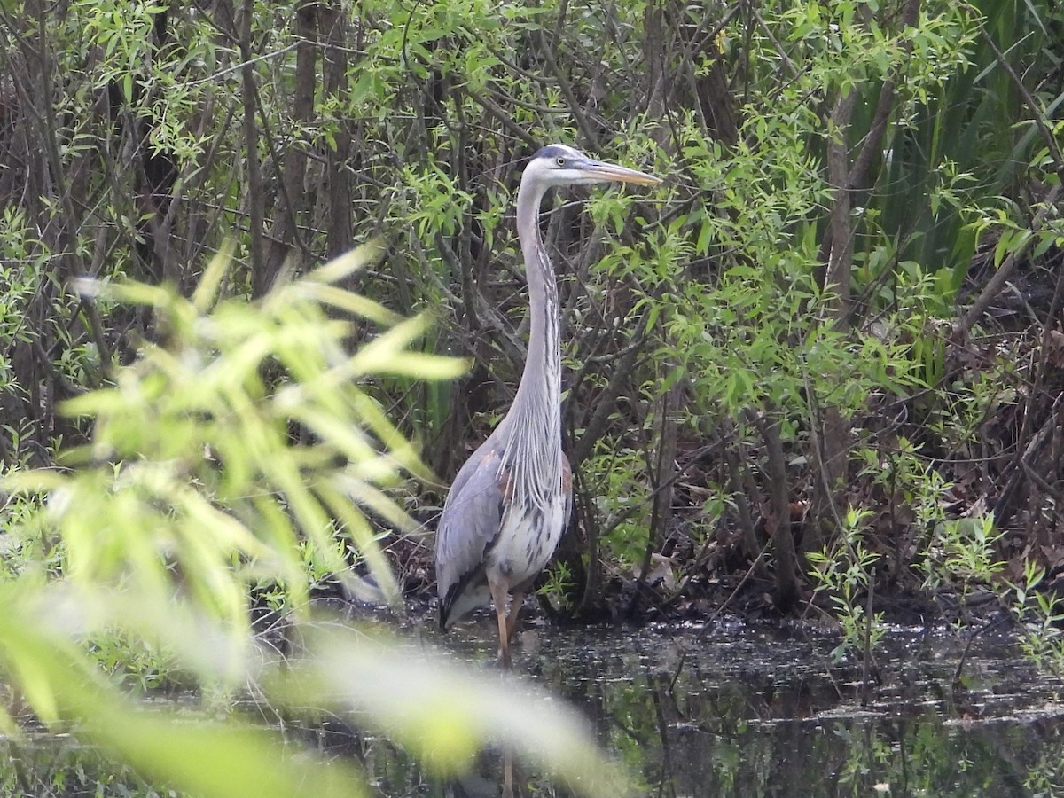 Great Blue Heron - ML619241702