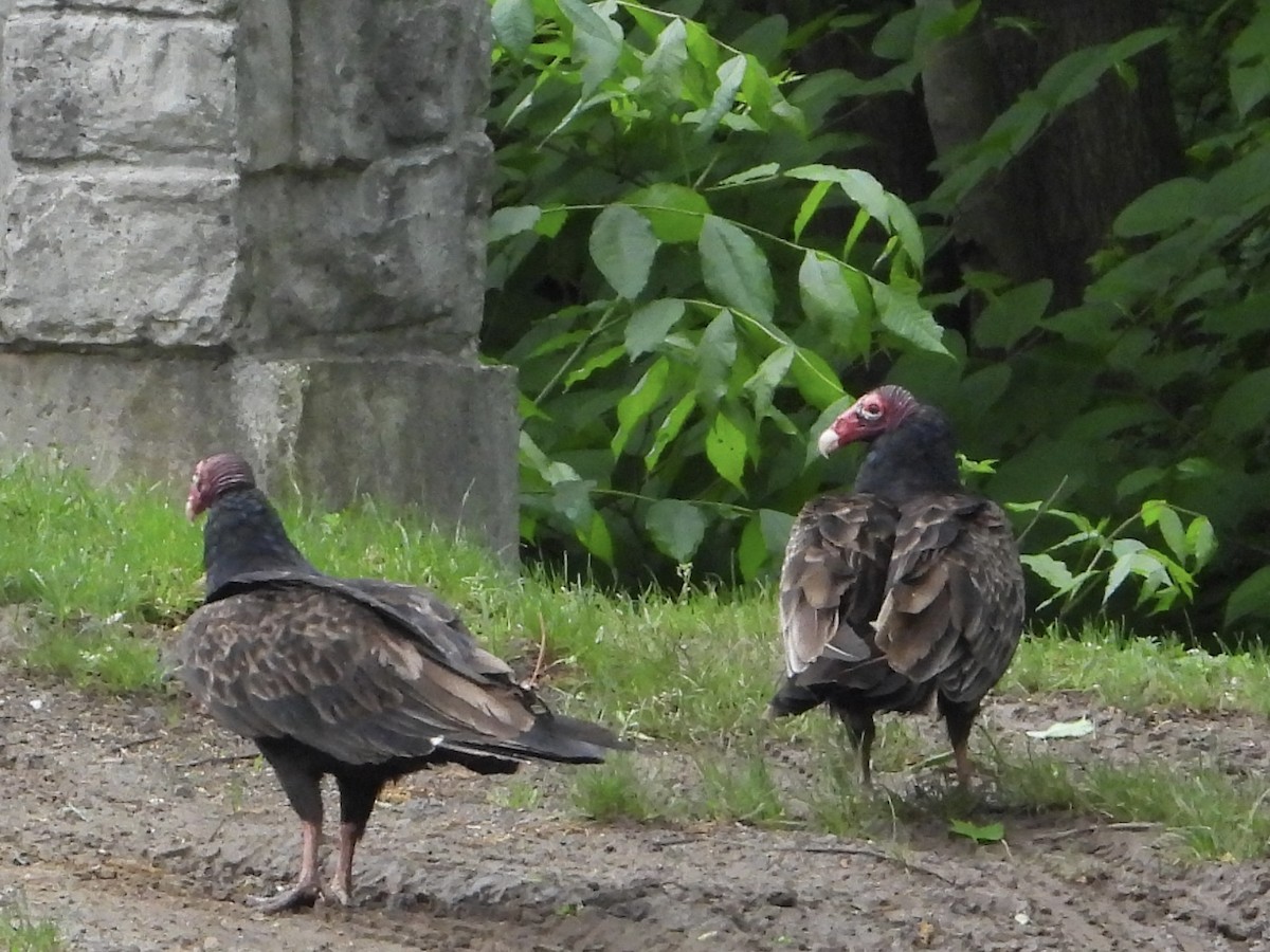 Turkey Vulture - ML619241708