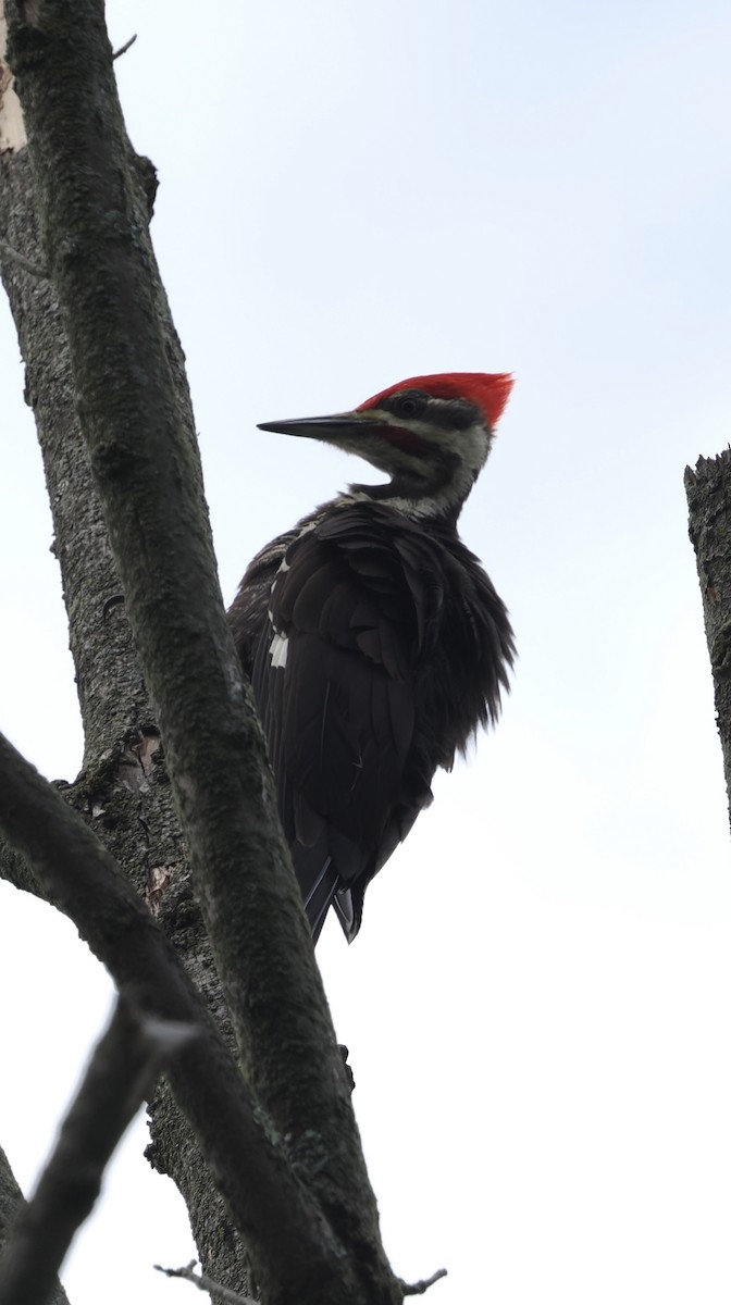 Pileated Woodpecker - Donna Paterson