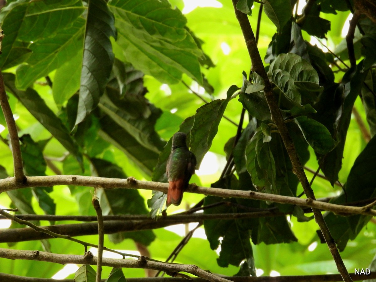 Rufous-tailed Hummingbird - Nelva de Daly