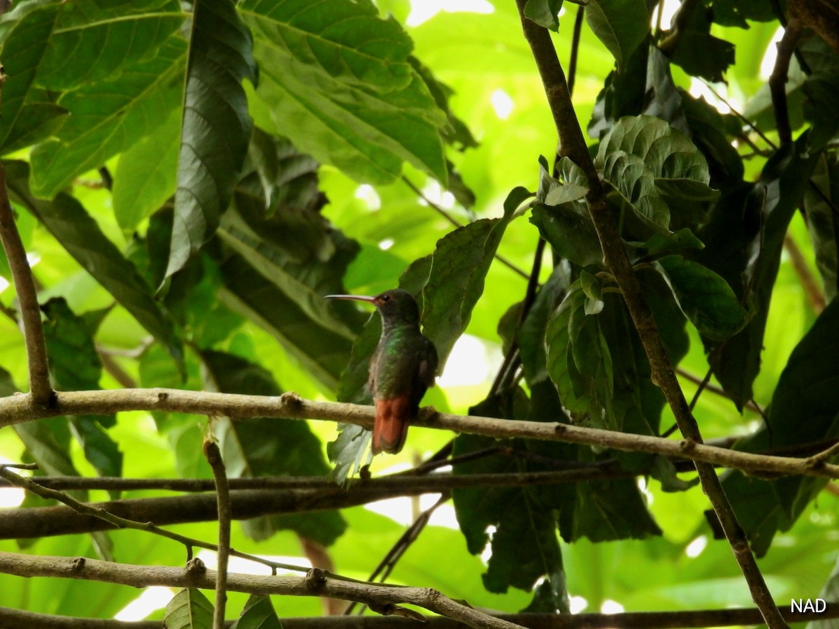 Rufous-tailed Hummingbird - Nelva de Daly