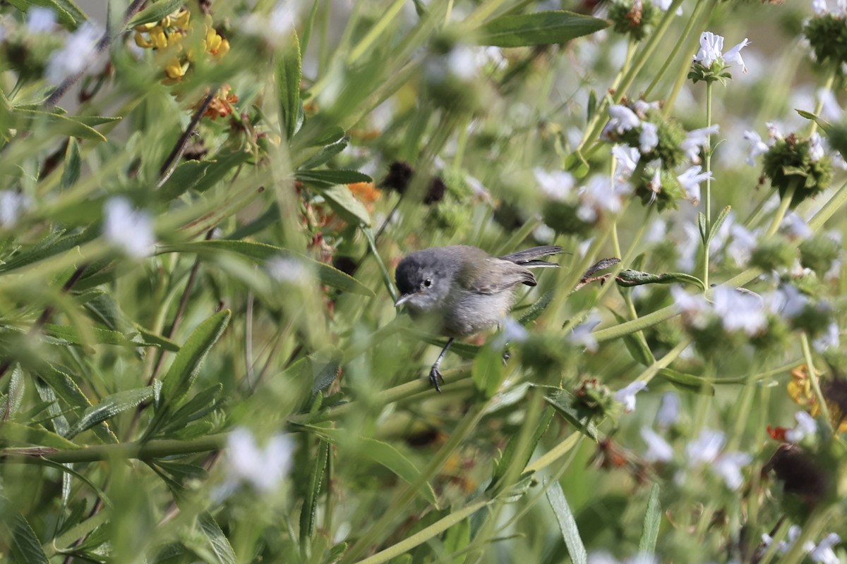 Perlita Californiana - ML619241735