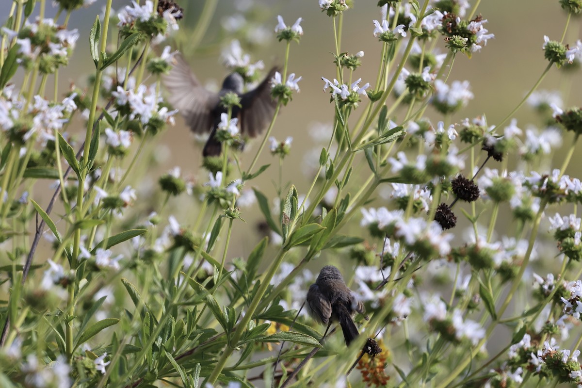 California Gnatcatcher - ML619241737