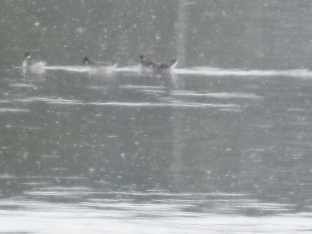 Red-necked Phalarope - ML619241745