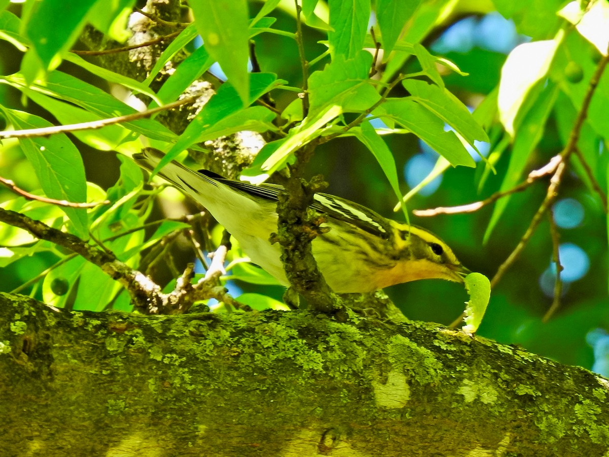 Blackburnian Warbler - Randy James