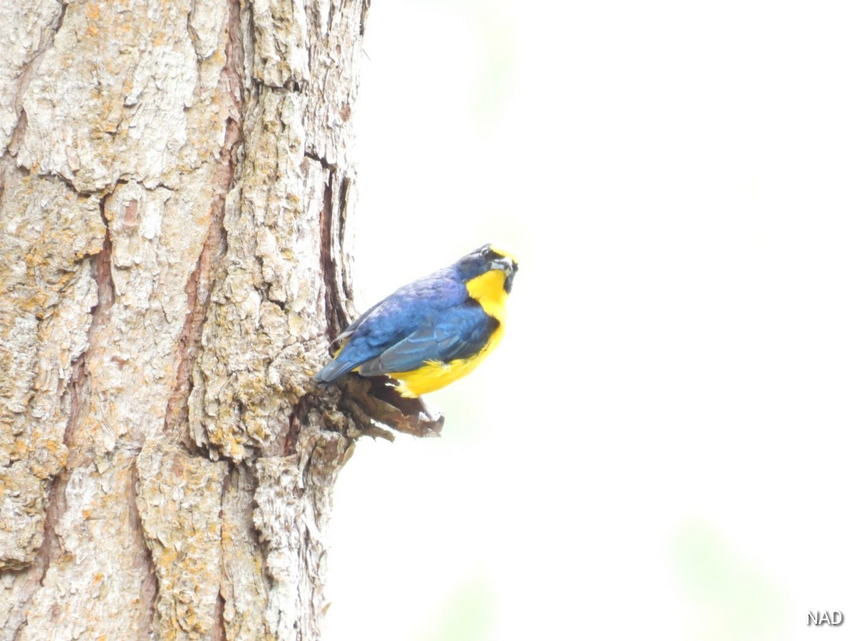 Thick-billed Euphonia - Nelva de Daly