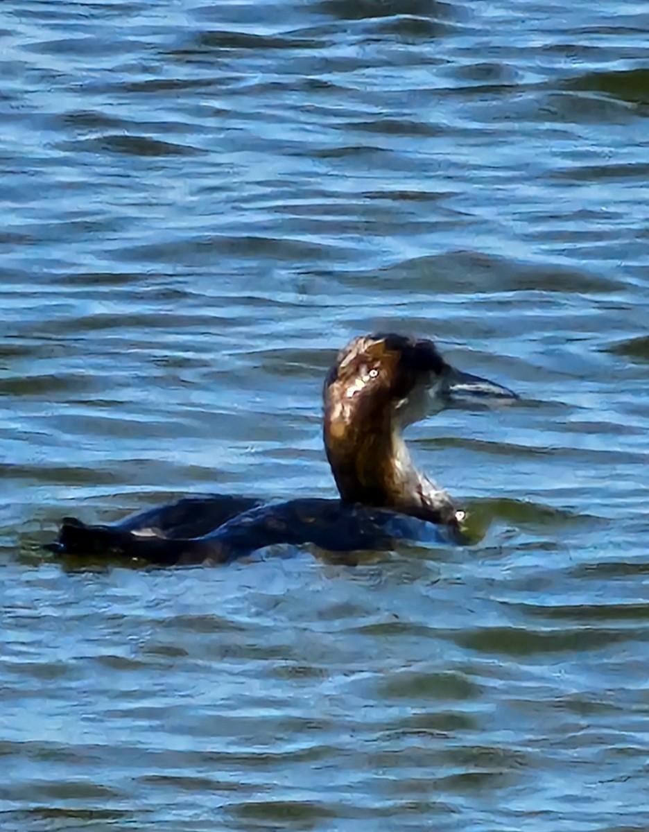 Common Loon - Kelley Berkey